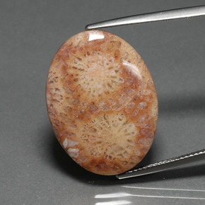 Corail fossile multicolore naturelle coupe ovale, 14,77 ct, opaque