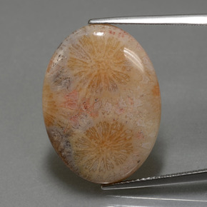 Corail fossile multicolore naturelle coupe ovale, 15,56 ct, opaque