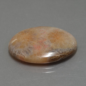 Corail fossile multicolore naturelle coupe ovale, 15,56 ct, opaque