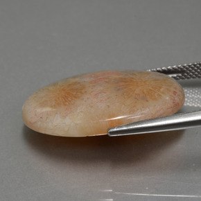 Corail fossile multicolore naturelle coupe ovale, 15,56 ct, opaque