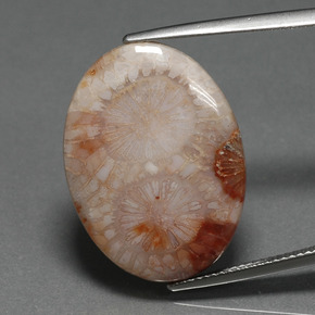 Corail fossile Multicolore naturelle Coupe ovale, 16.17 ct, Opaque