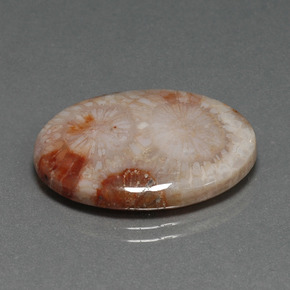 Corail fossile Multicolore naturelle Coupe ovale, 16.17 ct, Opaque