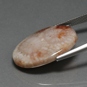 Corail fossile Multicolore naturelle Coupe ovale, 16.17 ct, Opaque