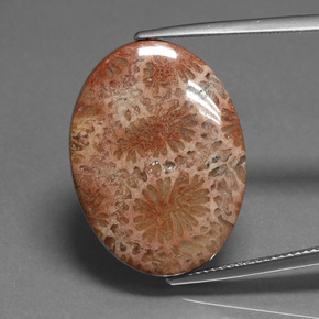 Corail fossile Multicolore naturelle Coupe ovale, 16.75 ct, Opaque