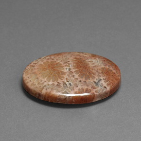 Corail fossile Multicolore naturelle Coupe ovale, 16.75 ct, Opaque