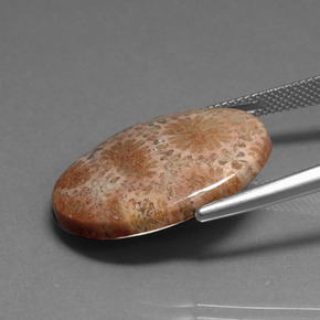 Corail fossile Multicolore naturelle Coupe ovale, 16.75 ct, Opaque