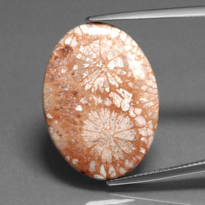 Corail fossile multicolore naturelle coupe ovale, 16,71 ct, opaque