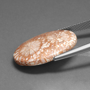 Corail fossile multicolore naturelle coupe ovale, 16,71 ct, opaque