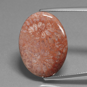 Corail fossile multicolore naturelle coupe ovale, 15,96 ct, opaque