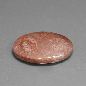 Corail fossile multicolore naturelle coupe ovale, 15,96 ct, opaque