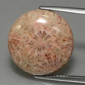 Corail fossile Multicolore naturelle Coupe roude, 10.23 ct, Opaque