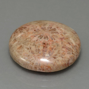 Corail fossile Multicolore naturelle Coupe roude, 10.23 ct, Opaque