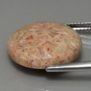 Corail fossile Multicolore naturelle Coupe roude, 10.23 ct, Opaque