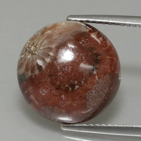 Corail fossile multicolore naturelle coupe roude, 8,69 ct, opaque