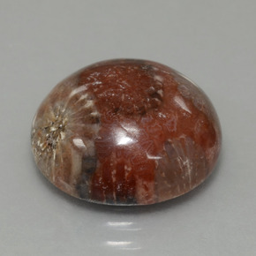 Corail fossile multicolore naturelle coupe roude, 8,69 ct, opaque