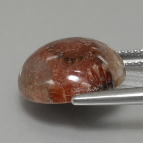 Corail fossile multicolore naturelle coupe roude, 8,69 ct, opaque
