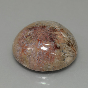 Corail fossile Multicolore naturelle Coupe roude, 14.40 ct, Opaque