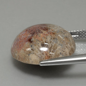 Corail fossile Multicolore naturelle Coupe roude, 14.40 ct, Opaque