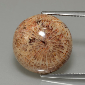 Corail fossile Multicolore naturelle Coupe roude, 13.26 ct, Opaque