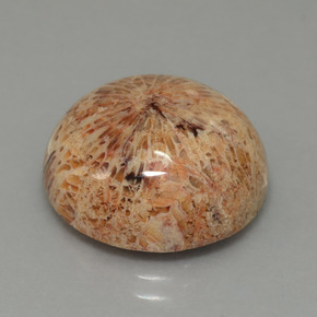 Corail fossile Multicolore naturelle Coupe roude, 13.26 ct, Opaque