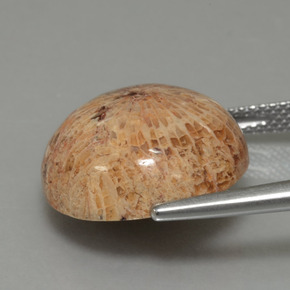 Corail fossile Multicolore naturelle Coupe roude, 13.26 ct, Opaque