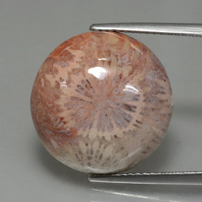 Corail fossile Multicolore naturelle Coupe roude, 12.48 ct, Opaque