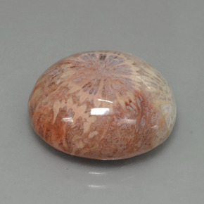 Corail fossile Multicolore naturelle Coupe roude, 12.48 ct, Opaque