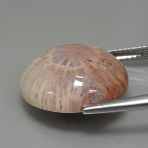 Corail fossile Multicolore naturelle Coupe roude, 12.48 ct, Opaque