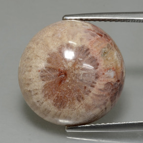 Corail fossile multicolore naturelle coupe roude, 13,91 ct, opaque