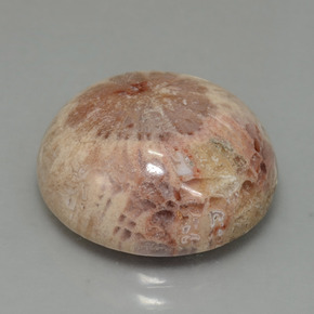 Corail fossile multicolore naturelle coupe roude, 13,91 ct, opaque