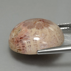 Corail fossile multicolore naturelle coupe roude, 13,91 ct, opaque