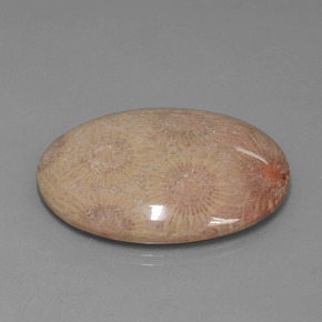 Corail fossile Multicolore naturelle Coupe ovale, 56.57 ct, Opaque