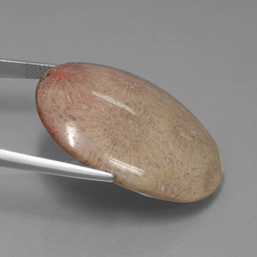 Corail fossile Multicolore naturelle Coupe ovale, 56.57 ct, Opaque