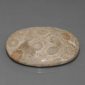 Corail fossile Multicolore naturelle Coupe ovale, 49.51 ct, Opaque