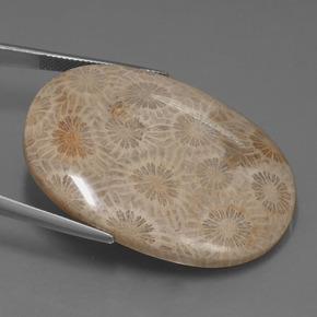 Corail fossile Multicolore naturelle Coupe ovale, 49.51 ct, Opaque