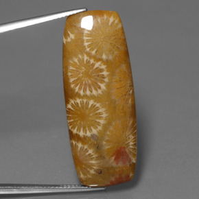 Corail fossile Multicolore naturelle Coupe coussin, 25.14 ct, Opaque