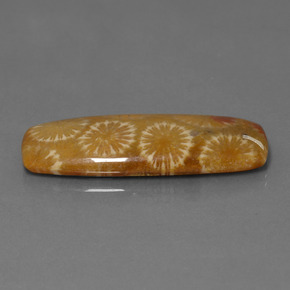 Corail fossile Multicolore naturelle Coupe coussin, 25.14 ct, Opaque