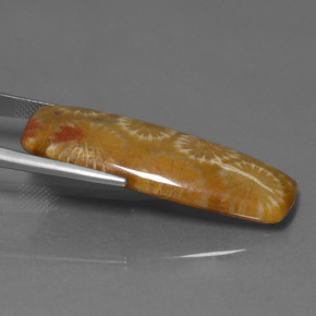 Corail fossile Multicolore naturelle Coupe coussin, 25.14 ct, Opaque