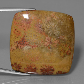 Corail fossile Multicolore naturelle Coupe coussin, 46.89 ct, Opaque