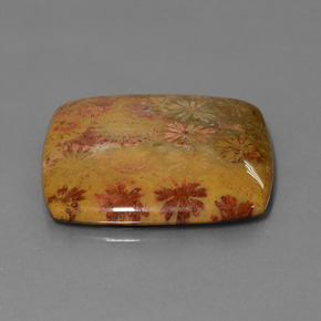 Corail fossile Multicolore naturelle Coupe coussin, 46.89 ct, Opaque