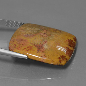 Corail fossile Multicolore naturelle Coupe coussin, 46.89 ct, Opaque