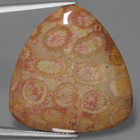 Corail fossile multicolore naturelle trillion, 28,95 ct, opaque