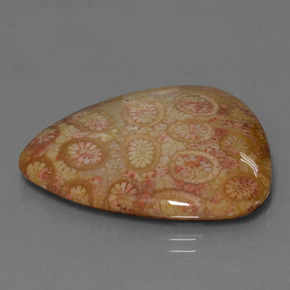 Corail fossile multicolore naturelle trillion, 28,95 ct, opaque