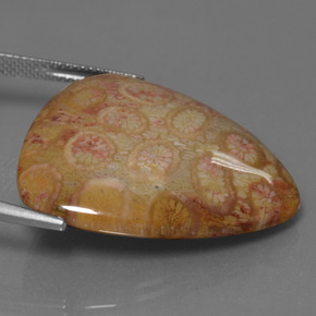 Corail fossile multicolore naturelle trillion, 28,95 ct, opaque