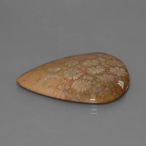 Corail fossile Multicolore naturelle En forme de poire, 53.96 ct, Opaque