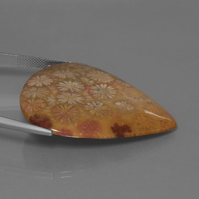 Corail fossile Multicolore naturelle En forme de poire, 53.96 ct, Opaque