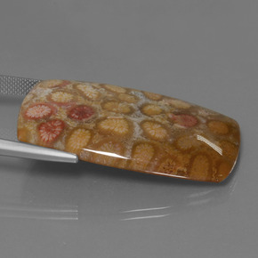 Corail fossile Multicolore naturelle Coupe coussin, 45.68 ct, Opaque