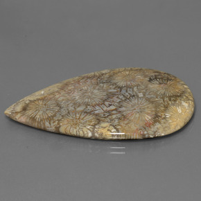 Corail fossile Multicolore naturelle En forme de poire, 70.58 ct, Opaque