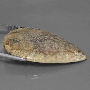 Corail fossile Multicolore naturelle En forme de poire, 70.58 ct, Opaque