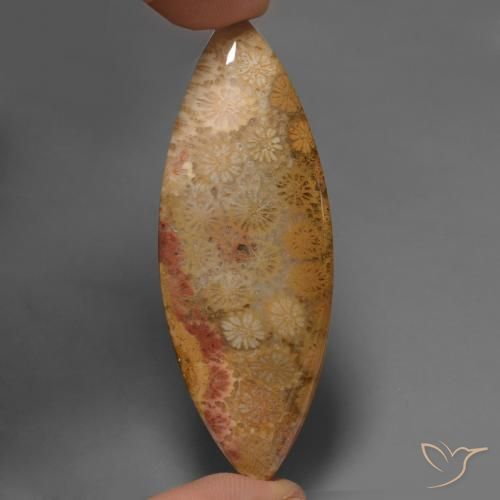 56.57ct Naturel Multicolore Corail fossile, Marquise, Opaque